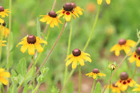 Order flowers online from your florist in port st lucie, fl. Brown Eyed Susan Garden Style San Antonio