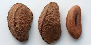 Bertholletia excelsa brazil nuts growing. Bertholletia Excelsa Brazil Nut