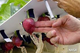Or you can buy bulbs from your local garden center or a seed catalog. What Is Hydroponics A Simple Introduction