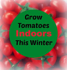 How to start and transplant your tomato seedlings into larger containers. Grow Tomatoes Indoors This Winter Wouldn T These Be Wonderful In February I Would Love To T Growing Tomatoes Indoors Growing Tomatoes Growing Tomato Plants