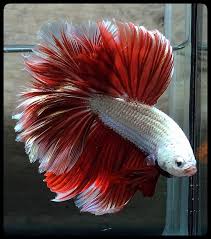 Pin On Beautiful Betta Fish