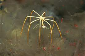 Absurd Creatures Sea Spiders Won T Bite But They Do Have Genitals In Their Legs Wired