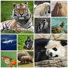 We Did Exercises About Animals In Danger Of Extinction Or Are Even Extinct Today Animals Panda Bear Do Exercise