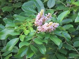 Image result for Lonchocarpus