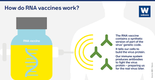 Essentially, mrna is a molecule used by living cells to turn the gene sequences in dna into the this generates a protective response that, studies suggest, lasts for some time. Seven Vital Questions About The Rna Covid 19 Vaccines Emerging From Clinical Trials News Wellcome