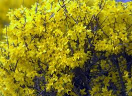 Fast Growing Forsythia Bushes Bring Summer Color To The Garden Forsythia Bush Forsythia Easy Landscaping Front Yard