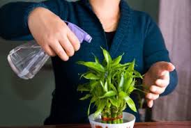 We did not find results for: How To Care For Lucky Bamboo Lovetoknow