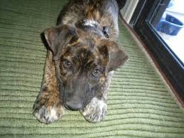 Most people assume that a german shepherd pitbull mix full grown dog will be aggressive and difficult to manage. My First Dog 2months Old German Shepherd Pitbull Mix Pitbull Puppies Puppies Pitbull Mix