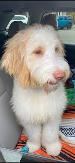 How to address sudden behavioral issues in a 5-year-old dog?