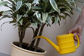 An overwatered cactus will rot extremely fast. How To Fix An Overwatered Plant Step By Step Guide Smart Garden Guide
