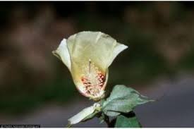 Image result for Gossypium barbadense