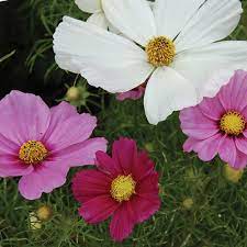 Sensation Cosmos Mix Cosmos Flowers Flowers Pink Garden