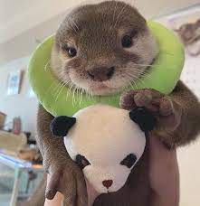 Otters Otter Cute Pet Nature Trend Mammals Beauty Cute Little Animals Otters Cute Cute Baby Animals