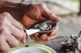 Image result for Amnesic Shellfish Poisoning