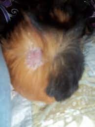 Sows that have been bred intensively, might experience hair loss in the last trimester. Hair Loss Trudy Has Some Hair Loss On Her Butt