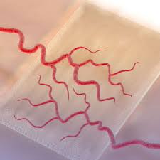 1.3 individuals who wish to join acc as a member must first complete the online registration form on the. Sernova Sernova Is A Regenerative Medicine Therapeutic Technologies Company Creating Long Term Healthcare