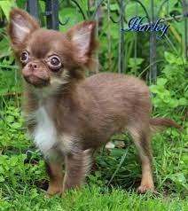 hochtypvolle chihuahua ruden in langhaar hunde aus bad munster ebernburg bad munster chihuahua babytiere chihuahua welpen