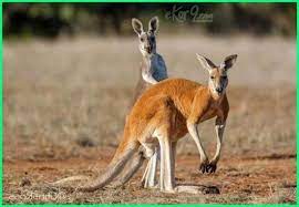 Gambar flora dan fauna sulawesi terbaik download now flora fauna sul. 100 Nama Hewan A Sampai Z Dalam Bahasa Inggris Dunia Fauna Hewan Binatang Tumbuhan Hewan Australia Gajah