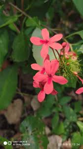 Image result for Ruspolia australis