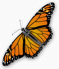 This file was uploaded by hkysukizcbn and free for. Butterfly Png Transparent Background Pxpng