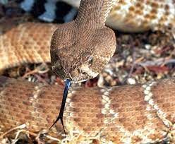 Any bite by a baby diamondback rattlesnake warrants immediate medical attention. Red Diamond Rattlesnake Crotalus Ruber Desertusa