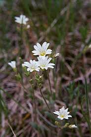 Image result for Cerastium indicum