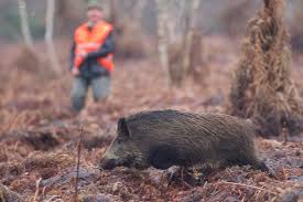 Sur ce site, vous pourrez regarder les meilleures vidéos de chasse du web, de france et du monde entier, que ce soit des vidéos au gros ou au petit gibier, de même que des images insolites. Chasse Au Sanglier Federation Departementale Des Chasseurs De L Isere