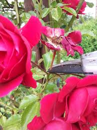 Für ein glücklich sich liebendes paar. Rosen Schneiden Nach Der Blute Anleitung Parzelle94 De