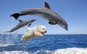 Via Henriksolgaard Reddit Dolphins Animal Animals Beautiful Most Beautiful Animals