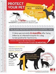 Heartworm Protect Your Pet Heartworm Disease Heartworm Heartworm Awareness