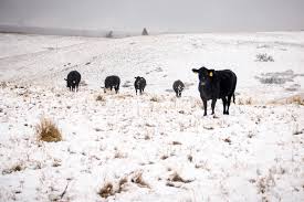 Town creek farm near west point, mississippi, sits atop some of the most fertile soil in the southern tier of the united states in a region known as the black belt. Worth The Wait Without Losing Weight Cab Cattle