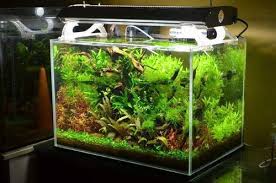 You'll find matching aquarium stands for every shape! 3 Feet Planted Aquarium Light Novocom Top
