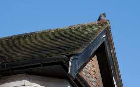 Pigeons can be entertaining to watch, but their droppings can cause damage to buildings and spread diseases to people and other animals. How To Keep Pigeons Away From My House Fantastic Pest Control