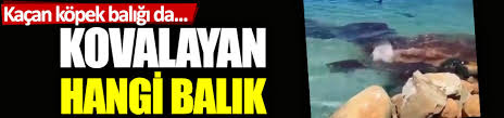 Kacan Kopek Baligi Da Kovalayan Hangi Balik