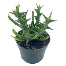 Image result for Orbea dummeri