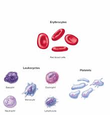 Provides oxygen to the cells blood absorbs oxygen from the lungs and transports it to different cells of the body. Formed Elements Of Blood Erythrocytes Leukocytes Neutrophils Eosinophils Basophils Lymphocytes Biology Forums Gallery