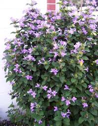 Image result for Barleria lancifolia