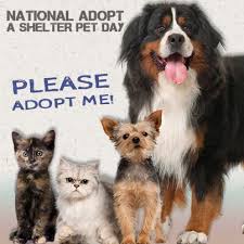 • adopt a senior pet month • national senior pet month • pet diabetes month • pet cancer awareness month (avma) • november 1: National Adopt A Shelter Pet Day The Ark Animal Hospital