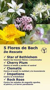 Savesave flores bach beneficios for later. Que Girl Y Soldier Que Sirven Las Flores De Bach Flores De Bach Rescue Propiedades