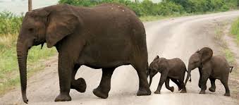 Garimpando Frida Animals Beautiful Cute Animals Elephant