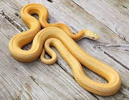 Pin By Cami S On Snek Milk Snake Corn Snake Snake Terrarium