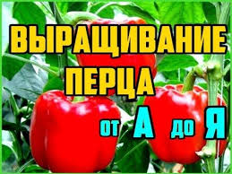 когда высаживать помидоры в открытый грунт по лунному календарю Vyrashivanie Perca Ot A Do Ya Rassada Perca Vyrashivanie Perca V Otkrytom Grunte Youtube V 2020 G Vyrashivanie Pomidorov Vyrashivanie Ovoshej