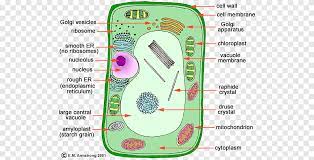 Consists of a thin layer of amphipathic lipids which spontaneously arrange so more cells location: Plant Cell Organelle Cell Nucleus Restaurant Brochure Design Text Biology Png Pngegg