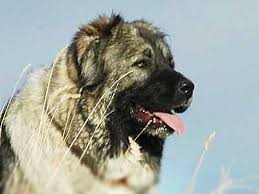 This breed goes by many names such as the caucasian sheepdog, caucasian shepherd, kavkaskaia ovtcharka, caucasian owcharka, caucasian mountain dog, sage ghafghazi and kavkazskia ovtcharka. Caucasian Ovtcharka Price Temperament Life Span