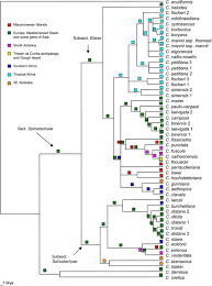 Image result for Carex mildbraediana