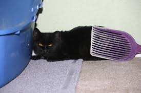 She may feel at a loss. Day One Her First Time In A Home Scared Confused And Hiding In A Corner Reddit Meet Jett Black My New Socialization Foster I M Gonna Pet This Kitty See If I Don T