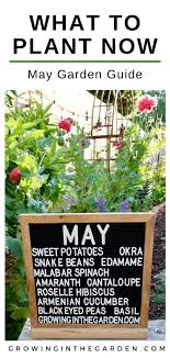 Arizona Garden In May Growing In The Garden May Garden Arizona Gardening Growing Vegetables