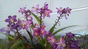 Found These Great Ground Orchids At Home Depot On Sale Planted Them In The Side Yard Sunday Ground Orchids Plants Orchids
