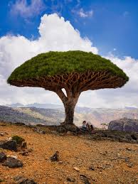 File:Dragonblood tree in Socotra 2.jpg - Wikimedia Commons
