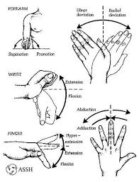 essential joint movements for range of motion in the wrist